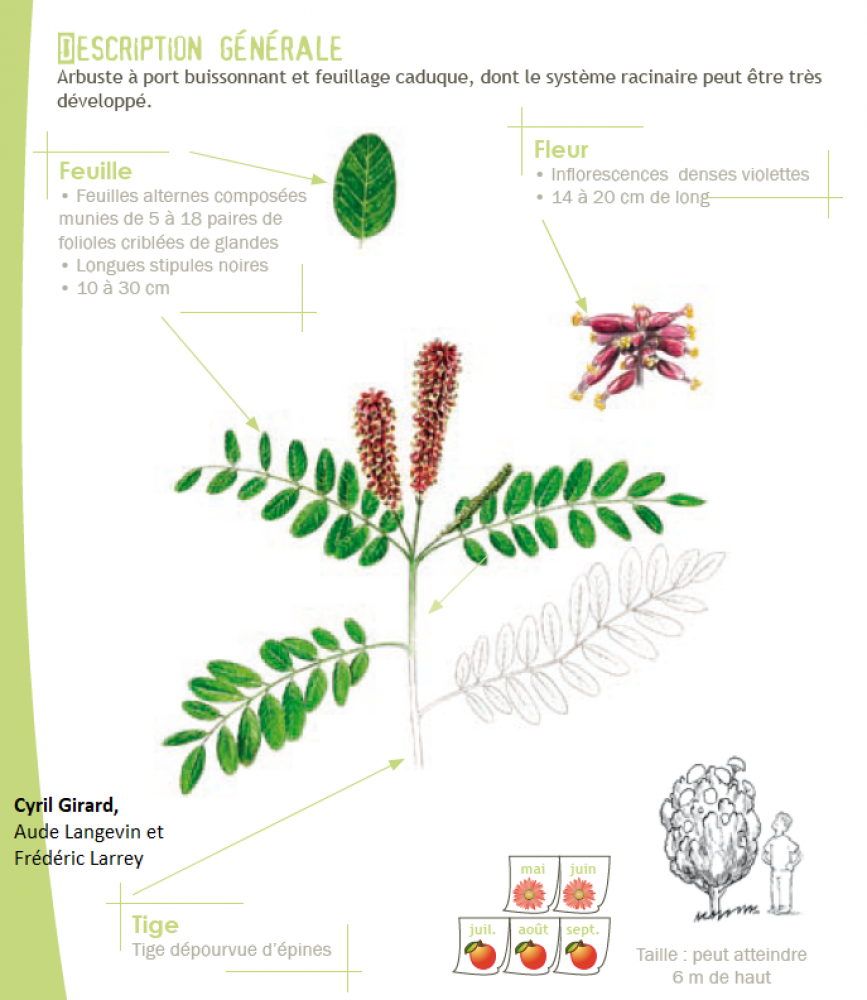 Amorpha fruticosa L., 1753